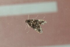 Elophila nigralbalis