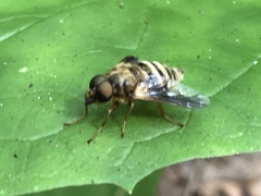 Goniops chrysocoma