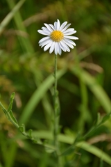 Aster shimadae