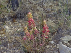 Castilleja rigida
