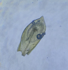 Scleropodium cespitans