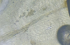 Scleropodium cespitans