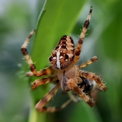 Araneus diadematus