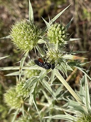 Sphecodes albilabris