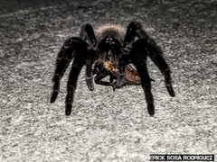 Tliltocatl epicureanus