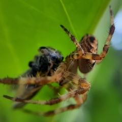 Araneus diadematus