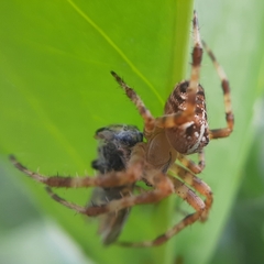 Araneus diadematus