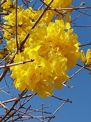 Handroanthus serratifolius