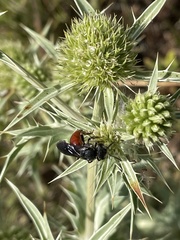 Sphecodes albilabris