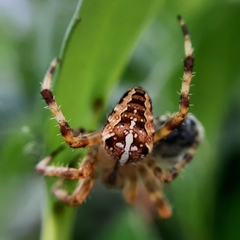 Araneus diadematus
