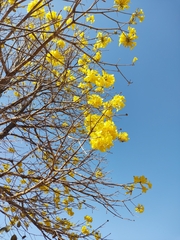 Handroanthus serratifolius
