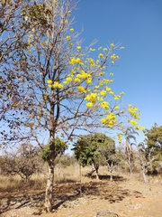 Handroanthus serratifolius
