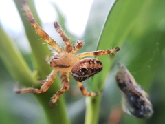 Araneus diadematus