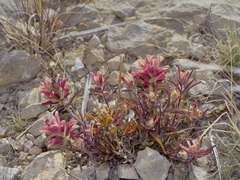 Castilleja rigida