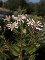 Eurybia schreberi