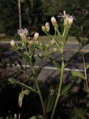 Eurybia schreberi