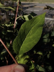 Eurybia schreberi