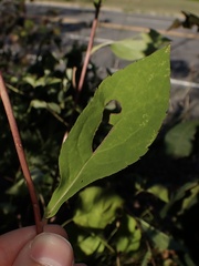 Eurybia schreberi