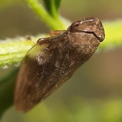 Aphrophora