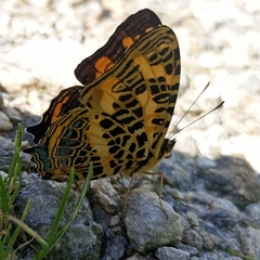 Symbrenthia niphanda