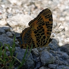 Symbrenthia niphanda