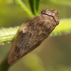 Aphrophora