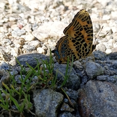 Symbrenthia niphanda