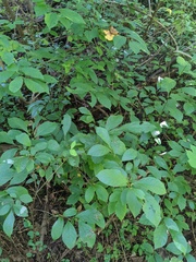 Neonemobius cubensis