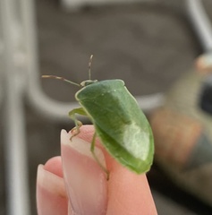 Nezara viridula