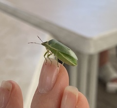 Nezara viridula