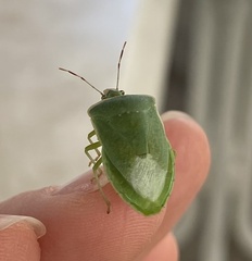 Nezara viridula