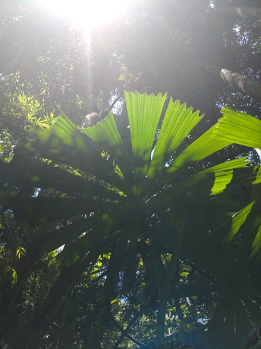 Licuala paludosa