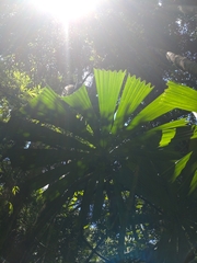 Licuala paludosa