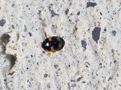 Ceratomegilla alpina