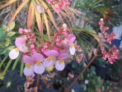 Begonia