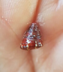 Jujubinus pseudogravinae