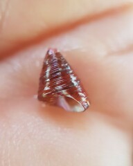 Jujubinus pseudogravinae