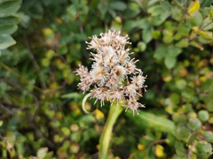 Saussurea alpina