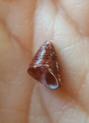 Jujubinus pseudogravinae