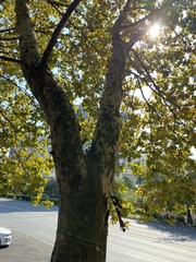 Platanus