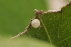 Mahathala ameria