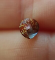 Jujubinus pseudogravinae