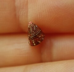 Jujubinus pseudogravinae