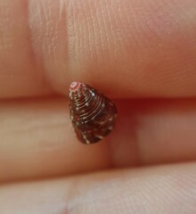 Jujubinus pseudogravinae