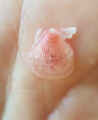 Talochlamys pusio