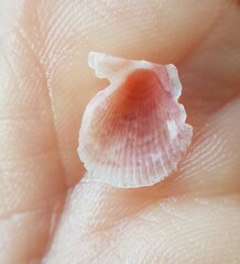 Talochlamys pusio