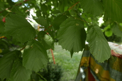 Stigmella floslactella