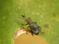 Ceratapion onopordi
