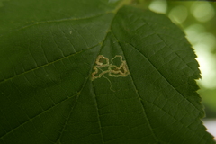 Stigmella floslactella