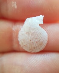 Talochlamys multistriata